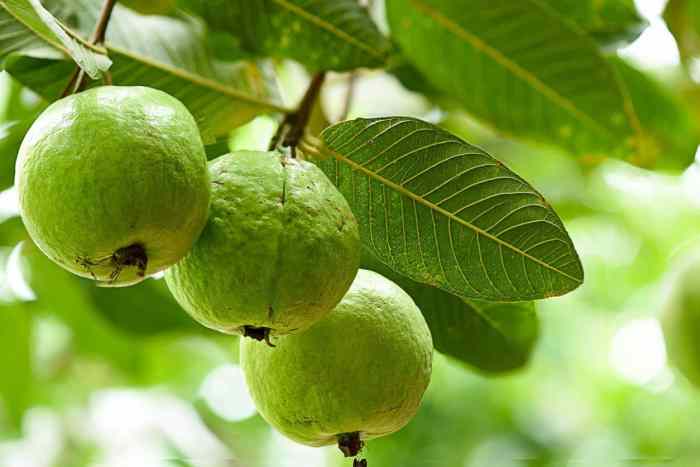 Guava guayaba leaves comenzar necesita asombrosas razones hojas improves davidwolfe