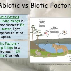 Abiotic vs biotic factors worksheet