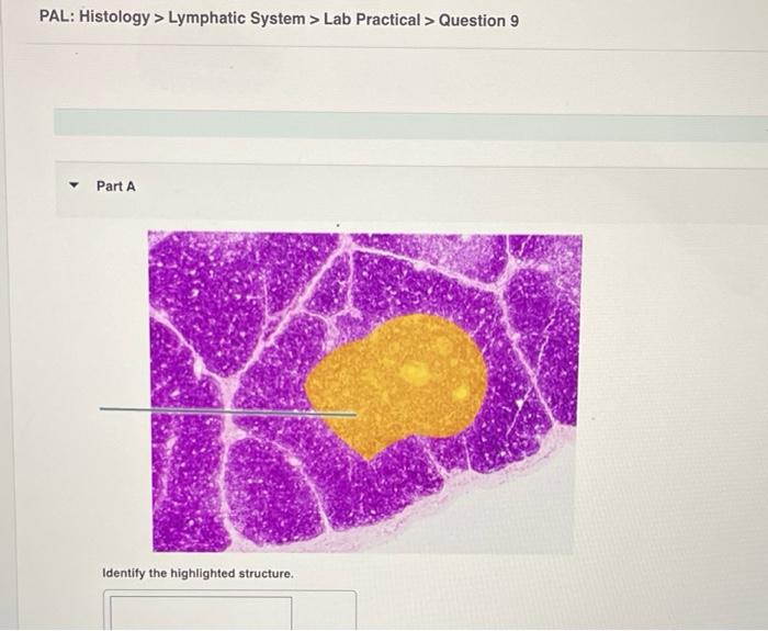 Pal histology lymphatic system lab practical question 1