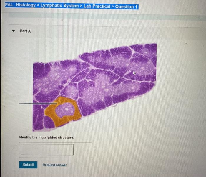 Pal histology lymphatic system lab practical question 1