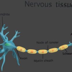 Model osseous tissue inventory table transcribed text show bone identified structures