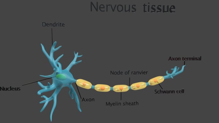 Model osseous tissue inventory table transcribed text show bone identified structures