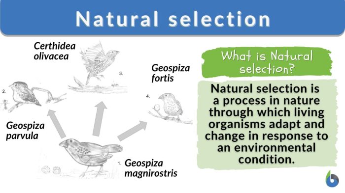 Making of the fittest natural selection and adaptation answers